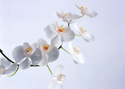 The branch of white orchids
