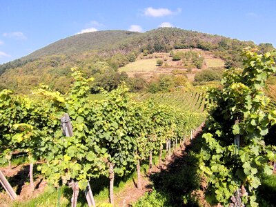 Vintage wine harvest grapes