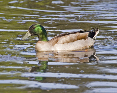 Mallard hybrid photo