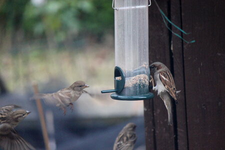 Sparrows sit on food dispenser