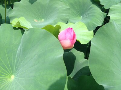 Pond plants flowers summer