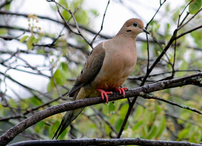 Mourning Dove-2