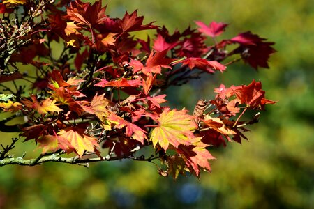 Autumn autumn season daylight photo