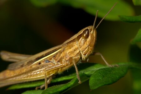 Animal arthropod beautiful photo