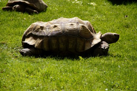 Tortoise armored animal