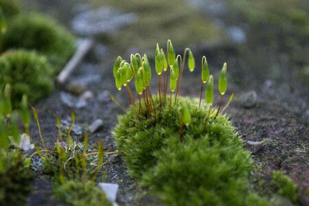 Environment fern flora photo