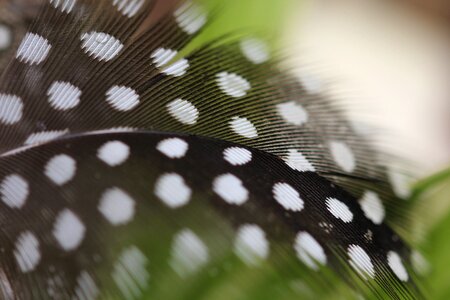 Feather points lightweight