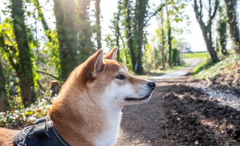 Shiba Inu – Forest Dog Walk photo