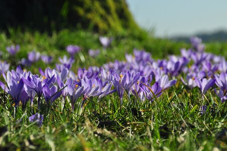 Black forest spring easter