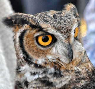 Bird eyes animal
