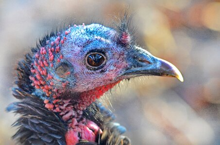 Wildlife avian portrait