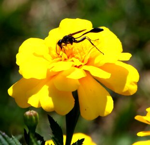 Wing fly marigold photo