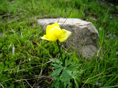 Plant buttercup stone