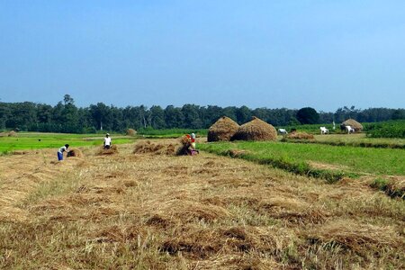 Fields hay stacks workers photo