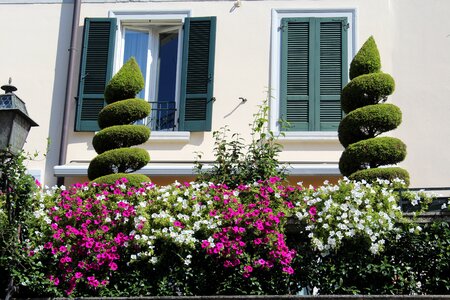 Ornamental plants windows facade