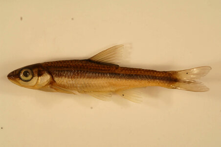 Luxilus pilsburyi