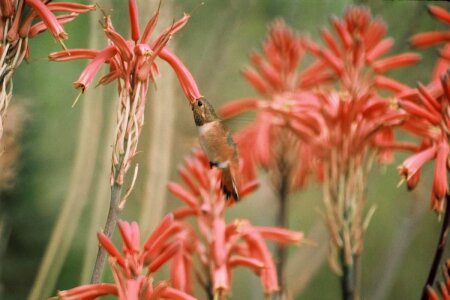 Definition hummingbird viola photo