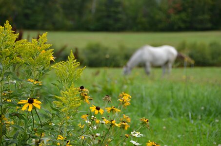 Animal bird countryside photo