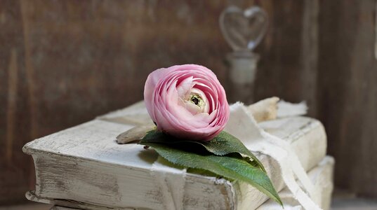 Beautiful Flowers blooming blossom