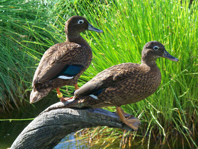 Laysan Duck pair on Eastern Island on Midway Atoll photo