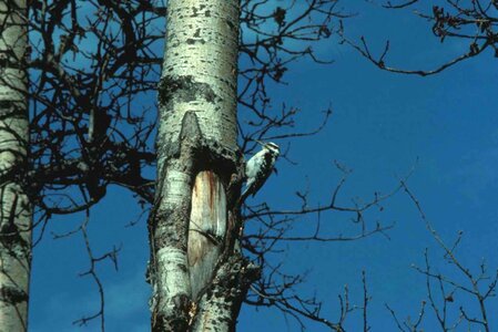 Tree woodpecker 