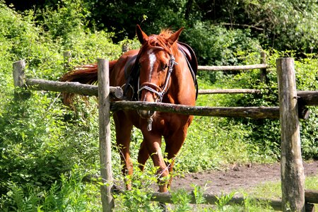 Ranch domestic mane photo