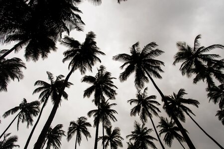 Palm trees sky clouds