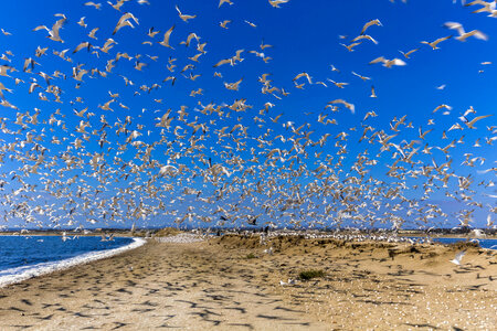 Flock of elegant terns-2