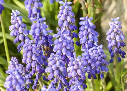 Blue colorful flowers photo