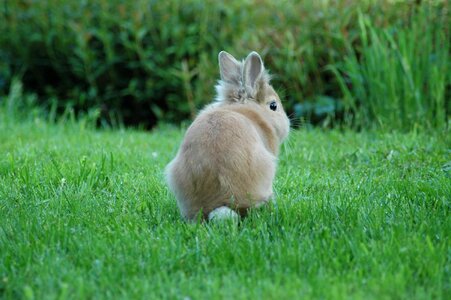 Rabbit grass animals photo