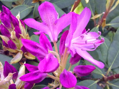Rhododendron pink vernal