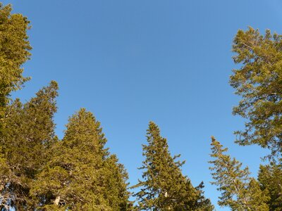 Trees landscape sky