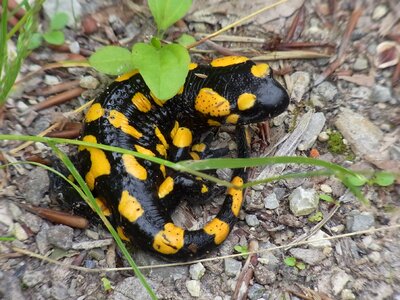 Nature yellow black amphibians photo