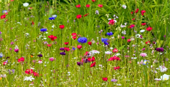 Wild flowers beautiful colorful