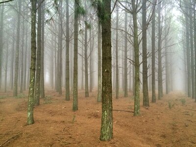 Fog foggy forest photo