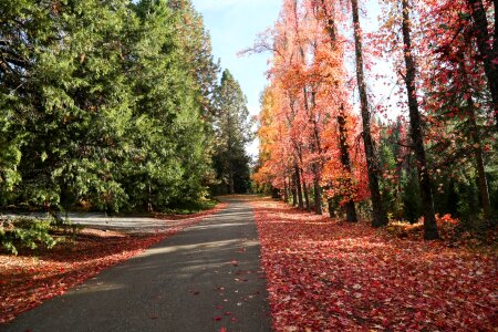 Trees orange fall photo