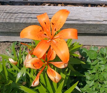 Floral blossom bloom
