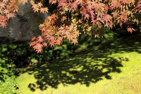 Autumn autumn season branch