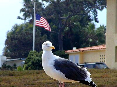 Bird seagulls 