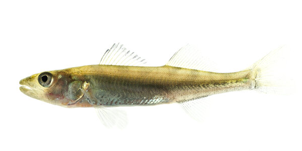 Walleye fingerling photo