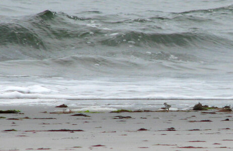 Piping plover chick and the big wave photo