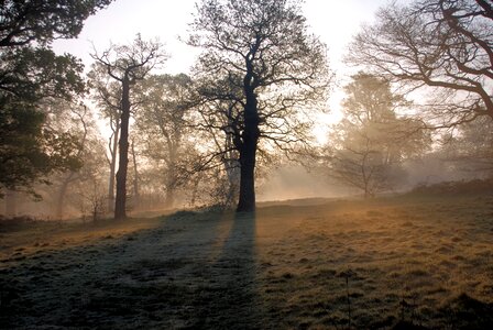 Trees serene peaceful