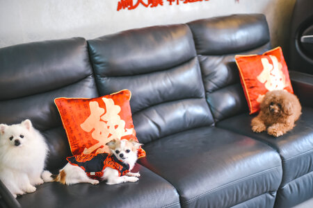 Dogs on Sofa photo