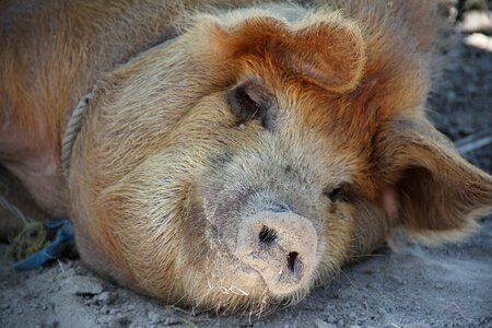 Farm domestic pig sow photo