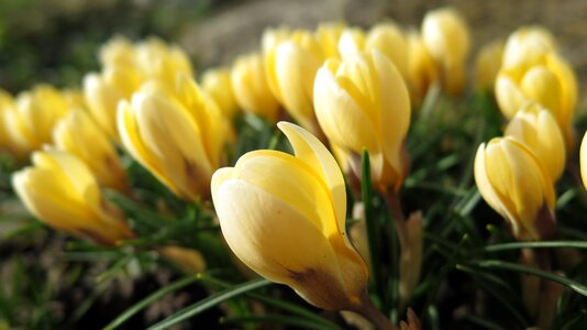 Spring yellow close up