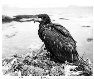 Fledgling Bald Eagle in Nest photo