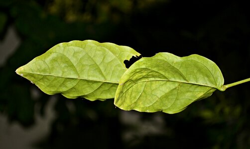 Green leaf nature