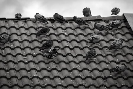 Gable house birds