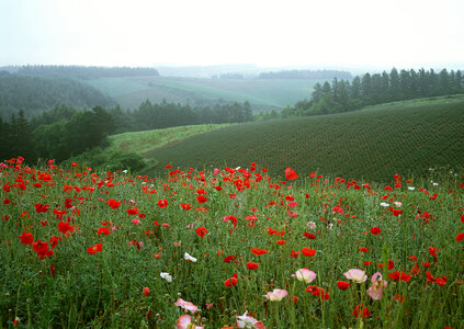 Field of bright red corn poppy flowers in summer photo