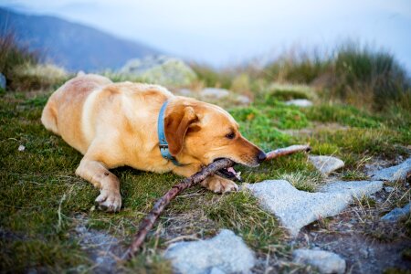 Canino animal pet
